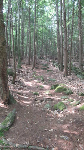 The White Trail starts to the left with a steady incline