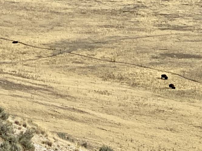 Wild bison grazing below Buffalo Point