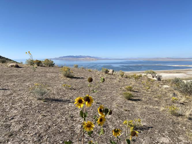 Yellow wildflowers and the Great Salt Lake from Buffalo Point