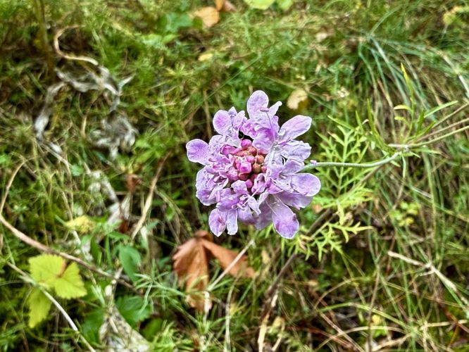 Pink wildflowers growing on the trail