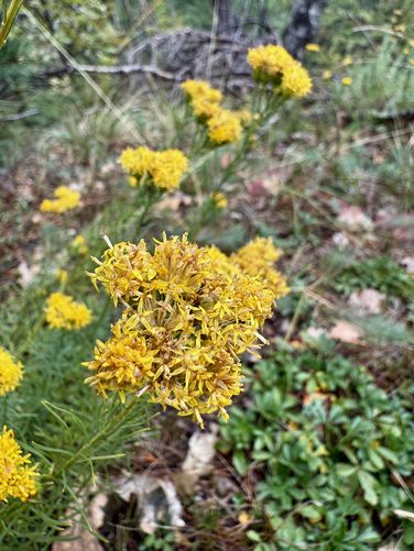 Yellow wildflowers growing on the trail