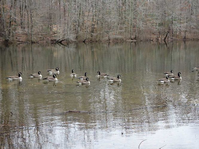 Picture 37 of Burke Lake Hike 122415