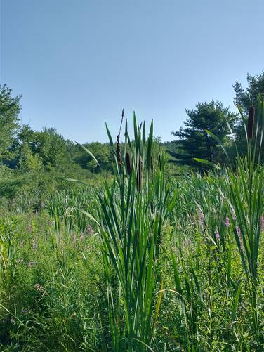 Cattails flank the entrance to the trails
