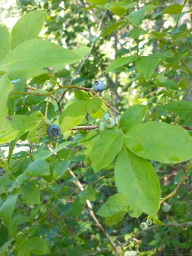Blueberry bush offering a trailside nibble