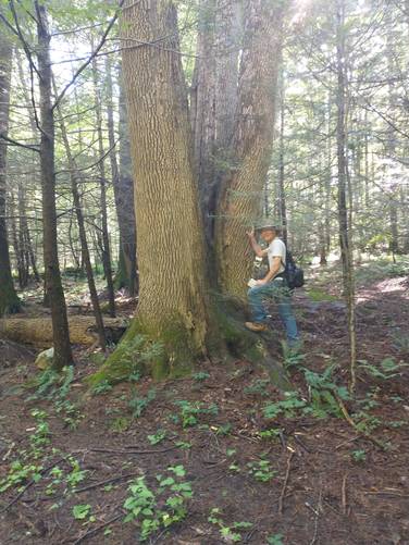 Massive Ash tree on Hazel's Trail