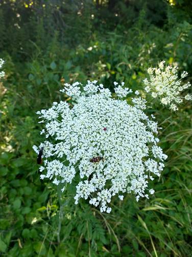 Queen Anne's Lace blooming alongside the trail