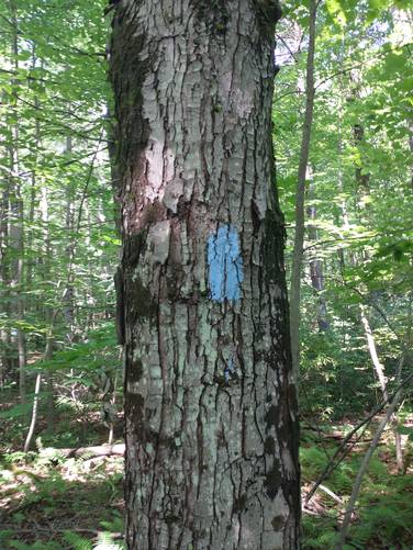 Blue Trail marker in the Hitchiner Town Forest