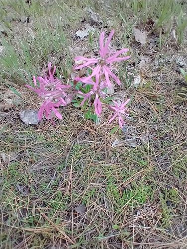 Ragged Robin
