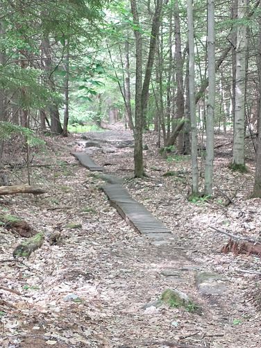 Wooden boardwalk over muddy areas