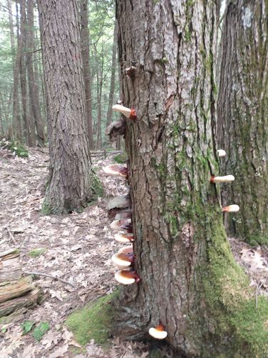 Reishi Mushrooms growing on a Hemlock