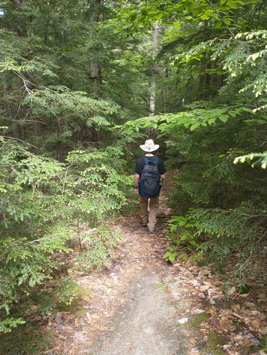 Narrow trail through the hemlock branches