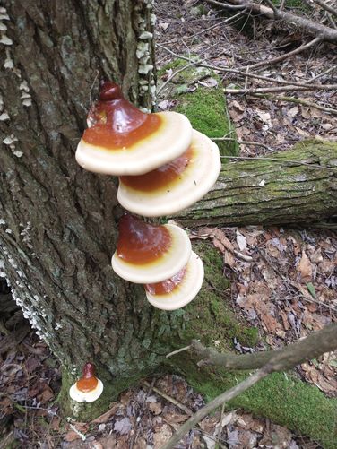 Reishi Mushrooms growing on a Hemlock