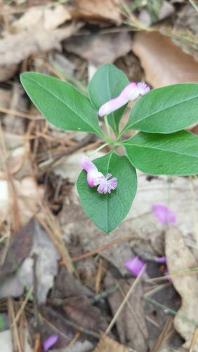 Fringed Polygala