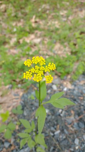Golden Alexanders