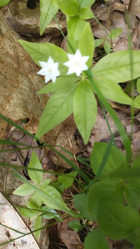Northern Starflower
