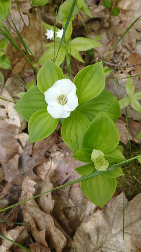 Canadian Bunchberry