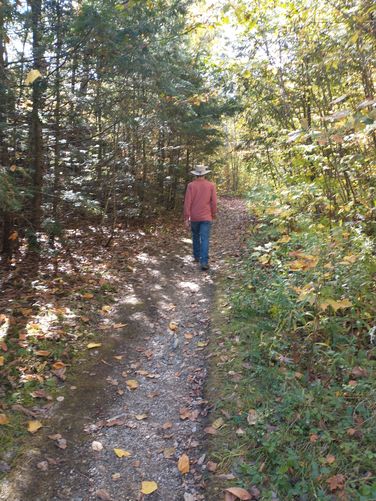 Footpath through the woods