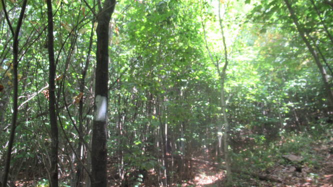 White Trail Blaze marker on tree