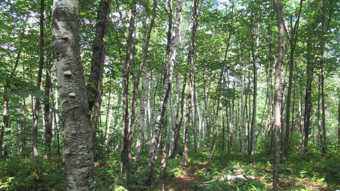 Young birch forest