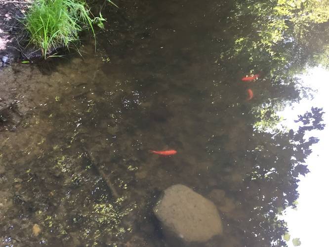 Fish in Fire Pond