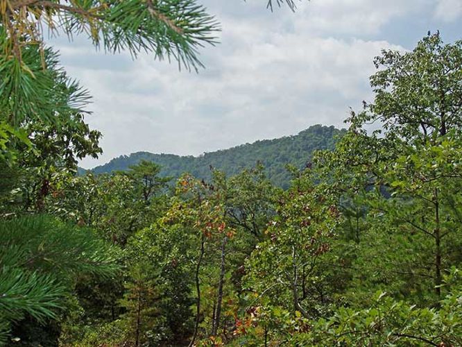 Default image for Buzzard Rock Hike, a 7.3-mile trail in Fort Valley, VA (US)