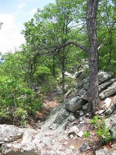 Picture 5 of Buzzard Rock North Hike 053110