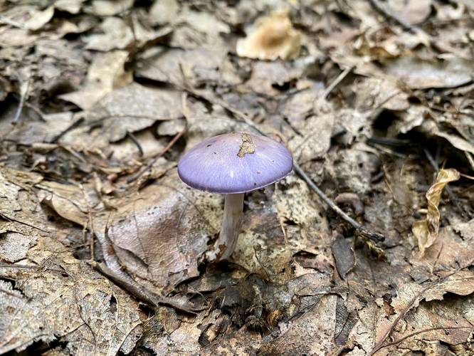 violet blue purple mushroom