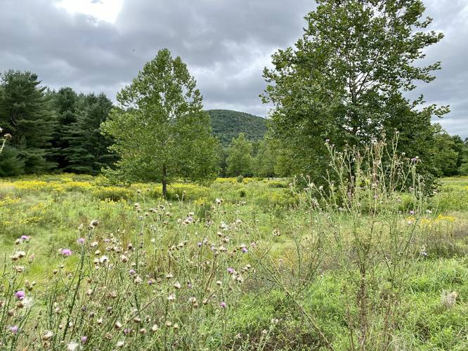 Field of wildflowers and mountains at Ives Run Recreation Area