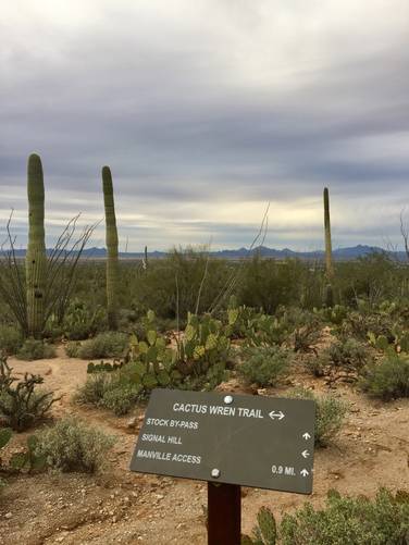 Picture 5 of Cactus Wren Trail Saguaro