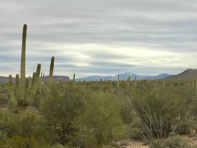 Picture 24 of Cactus Wren Trail Saguaro