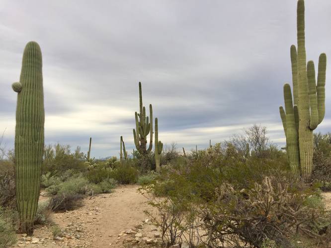 Picture 19 of Cactus Wren Trail Saguaro