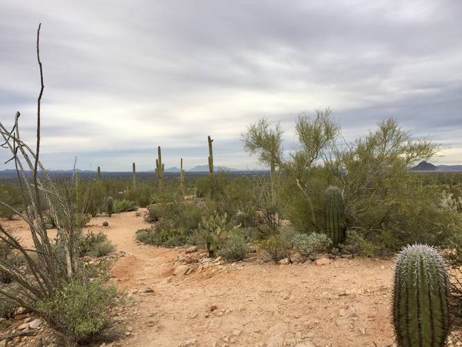 Picture 8 of Cactus Wren Trail Saguaro
