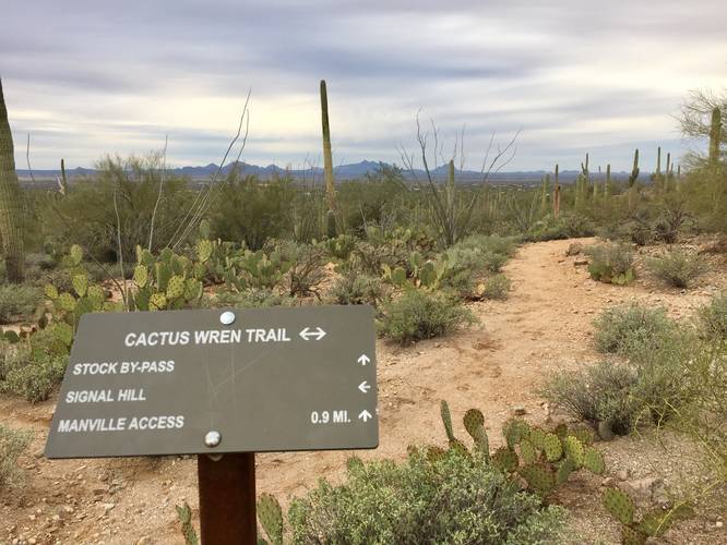 Picture 6 of Cactus Wren Trail Saguaro