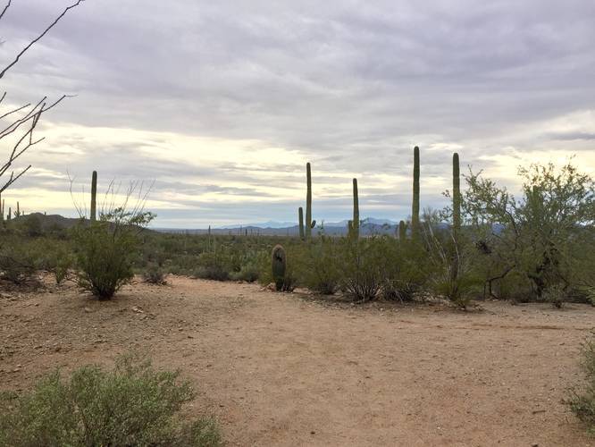 Picture 23 of Cactus Wren Trail Saguaro