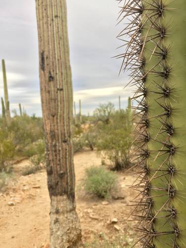 Picture 17 of Cactus Wren Trail Saguaro