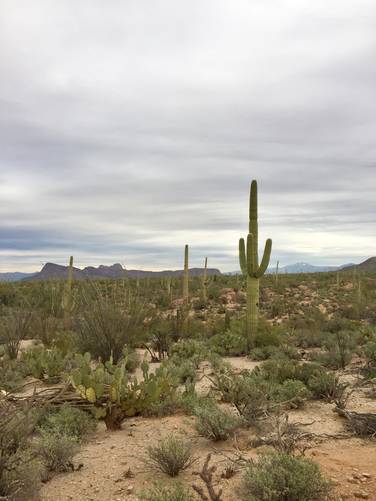 Picture 26 of Cactus Wren Trail Saguaro