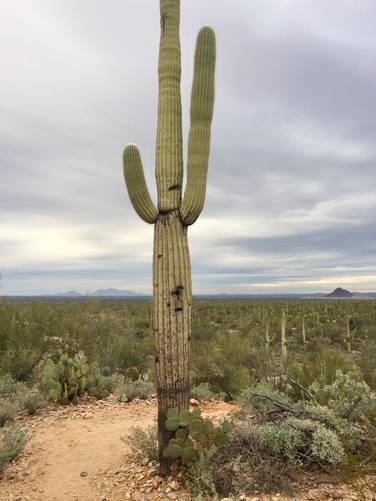 Picture 11 of Cactus Wren Trail Saguaro