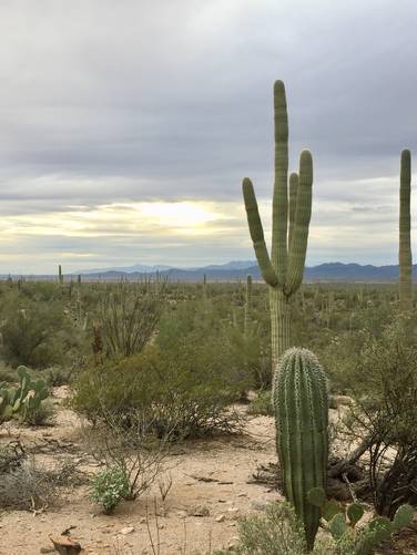 Picture 12 of Cactus Wren Trail Saguaro