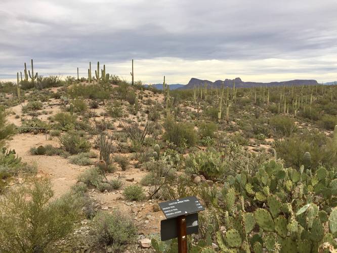 Picture 2 of Cactus Wren Trail Saguaro