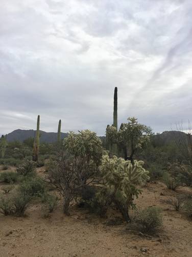 Picture 21 of Cactus Wren Trail Saguaro