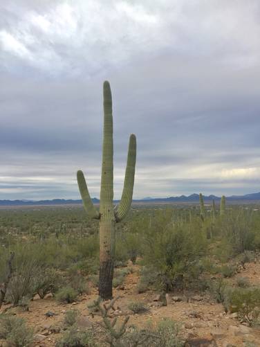 Picture 10 of Cactus Wren Trail Saguaro