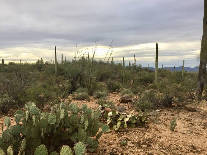 Picture 18 of Cactus Wren Trail Saguaro