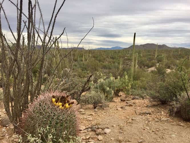 Picture 4 of Cactus Wren Trail Saguaro