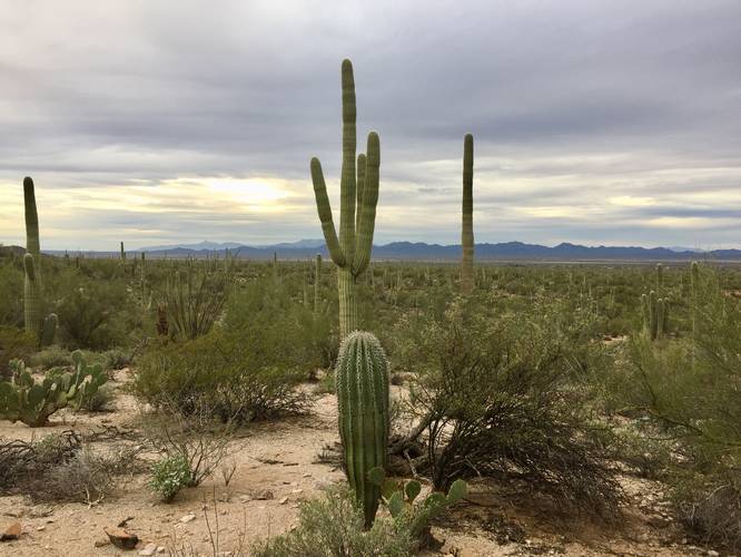 Picture 1 of Cactus Wren Trail Saguaro