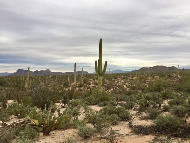 Picture 25 of Cactus Wren Trail Saguaro