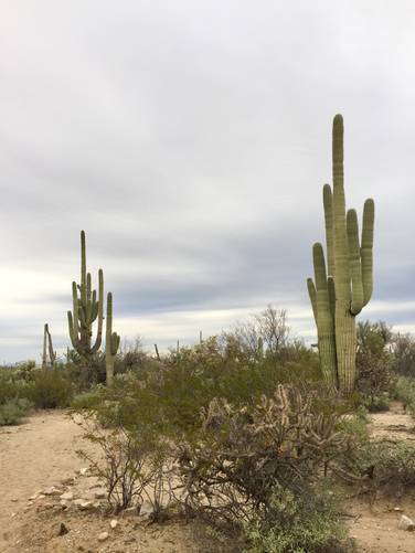 Picture 20 of Cactus Wren Trail Saguaro
