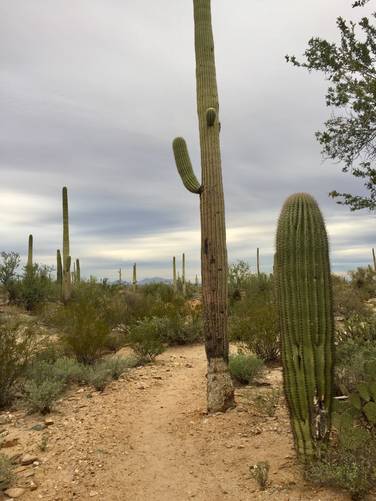 Picture 16 of Cactus Wren Trail Saguaro