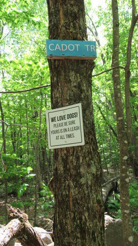 Trail Mark on tree
