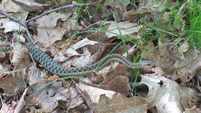 Well fed snake along the trail