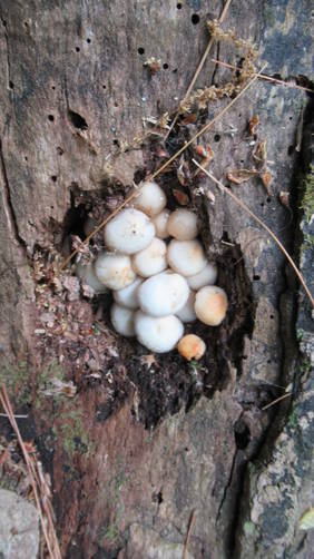 Mushrooms look like chicken eggs